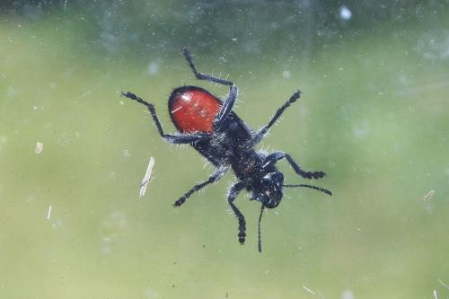 Réf. 280 968 : Clerus mutillarius